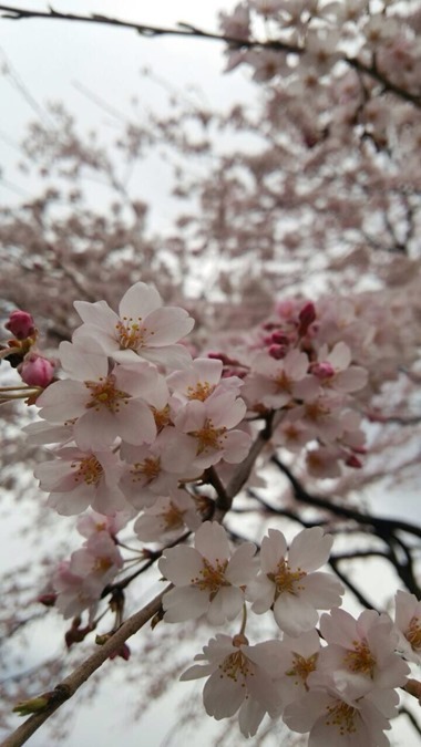 2015.3.31Ahm sakura