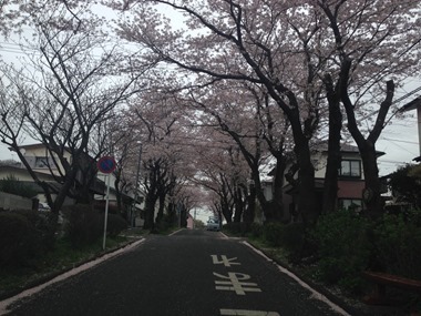 2015.4.6Jsakura