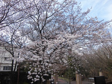 写真�@　公園の桜